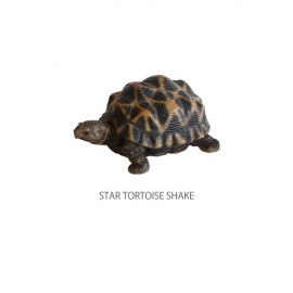 首をふるリアルな生き物マグネット★【REPTILES MAG TORTOISE SHAKE】レプタイルズマグ トータス シェイク